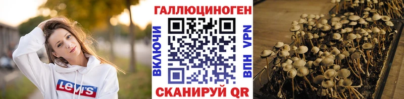 как найти закладки  Кедровый  Галлюциногенные грибы Psilocybe 